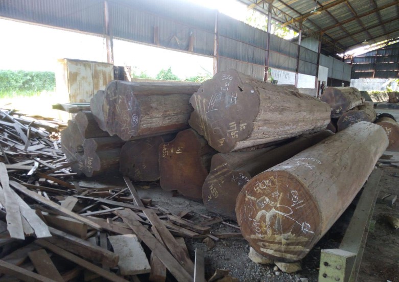 Harga Kayu Jati Gelondongan