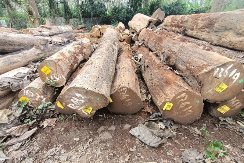 Harga Kayu Jati Perhutani Per Kubik