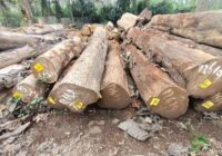 Harga Kayu Jati Perhutani Per Kubik